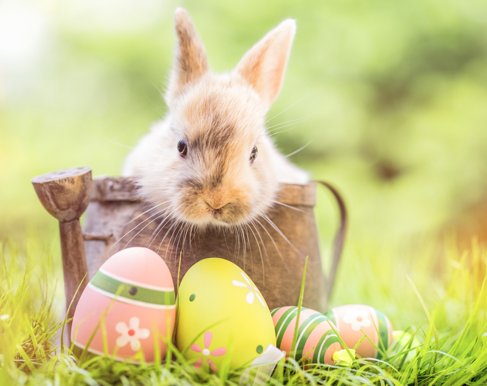 Bunny in watering can with painted Easter eggs